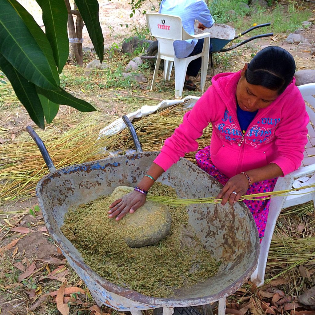 Chia cultivation